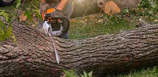 Lawn Pest Prevention in Coulee Dam, WA