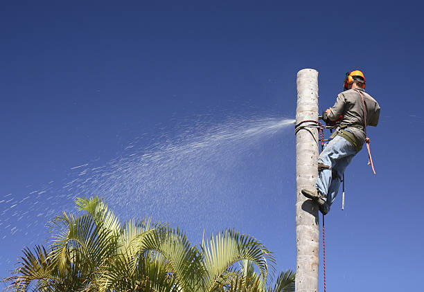  Coulee Dam, WA Tree Care Pros