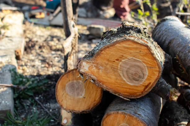 Best Firewood Processing and Delivery  in Coulee Dam, WA