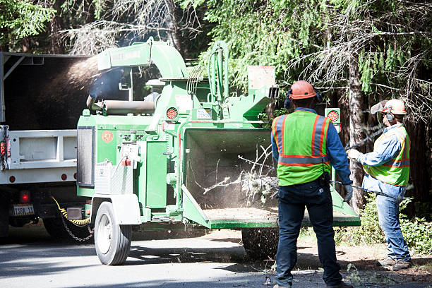 Best Fruit Tree Pruning  in Coulee Dam, WA